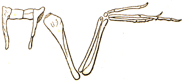 Archaeoptéryx.