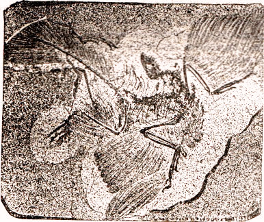 Archaeoptéryx.