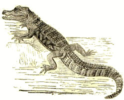 Alligator clerops