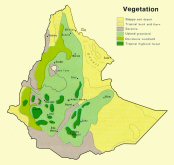 Végétation de l'Ethiopie.