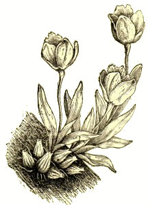 Cattleya citrina