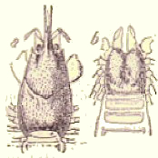 Céphalothorax.