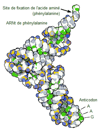 Molcule d'ARN de transfert.