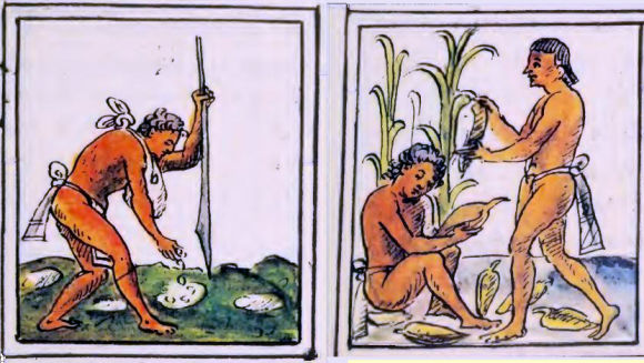 Agriculture aztque.