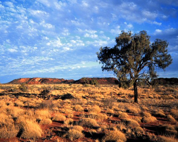 Australie : paysage de brousse.