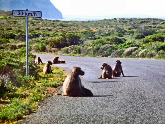 Afrique du Sud : Babouins du Cap.