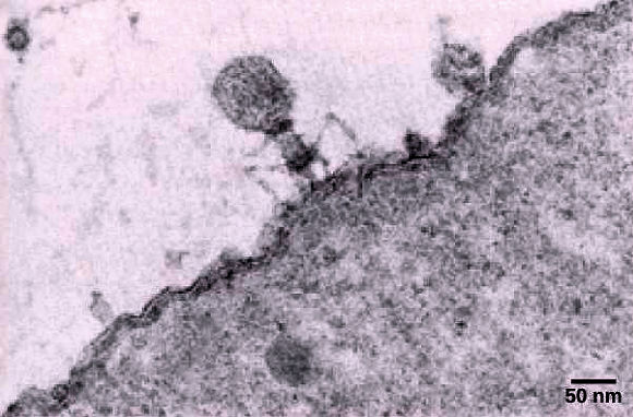 Bactériophage T infectant une bactérie Escherichia coli.