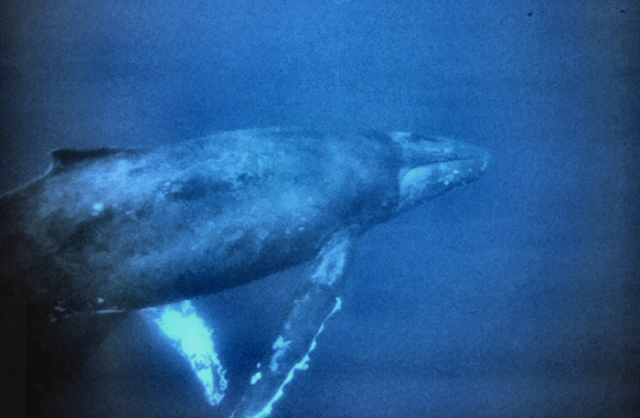 Baleine à bosse.