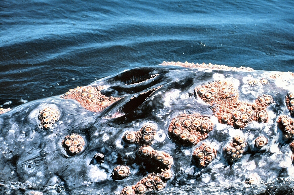 Parasites sur la peau d'une Baleine à bosse.