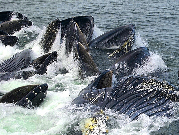 Baleines à bosse tachetées en Alaska.