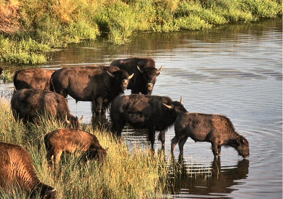 Bisons américains s'abreuvant à une rivière.