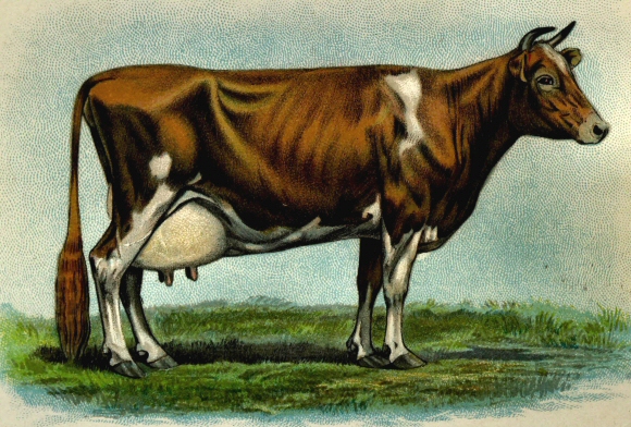 Vache domestique (Guernesey).