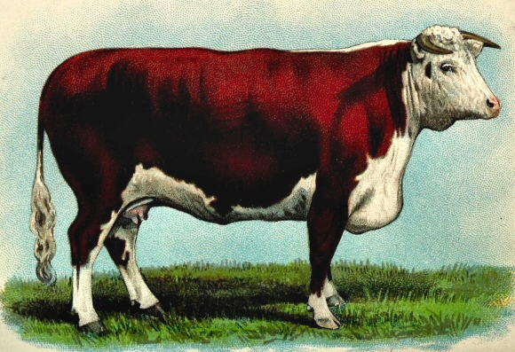 Vache de race Hereford.