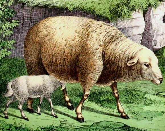 Brebis allaitant son agneau.