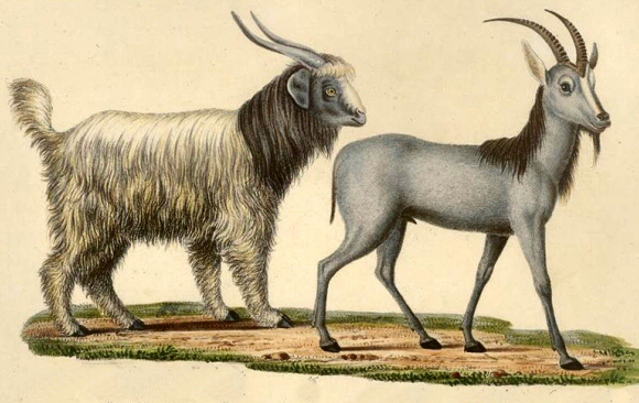 Chèvre du Cachemire et Bouquetin d'Afrique.