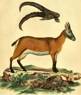 Chèvre du Caucase.