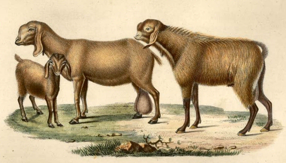 Chèvre de Haute-Egypte.