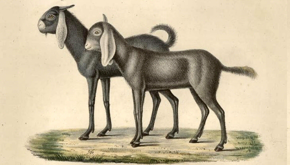 Chèvre du Népal.