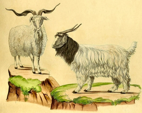 Chèvres Angora et du Cachemire.