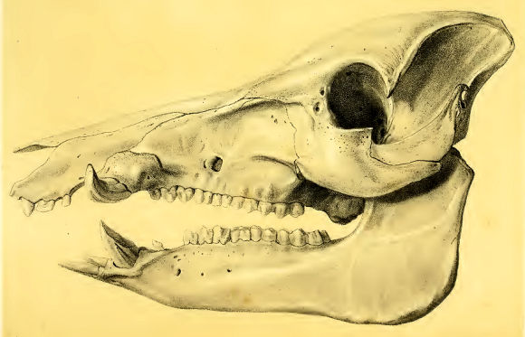 Crâne de Sanglier d'Inde.