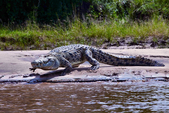 Zambie : crocodile.
