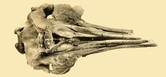 Crâne de Dauphin fossile.