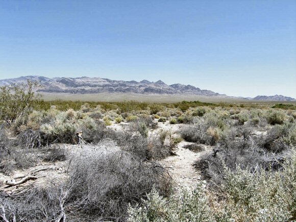 Le désert Mojave.
