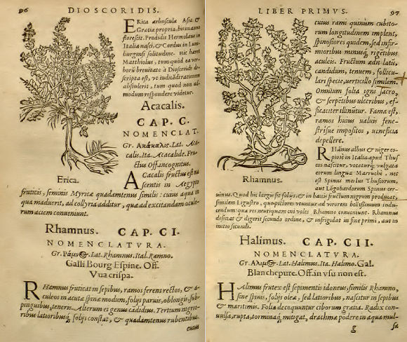 Pages d'une édition de Dioscoride (1552).