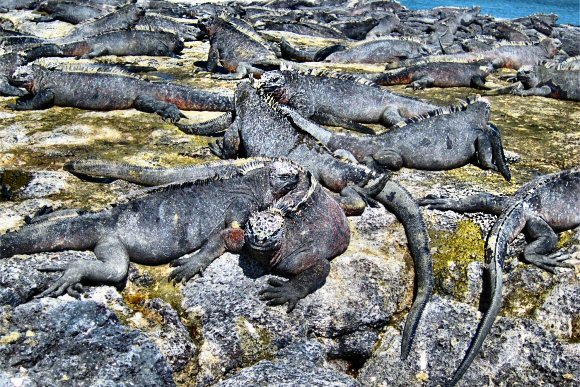 Colonie d'Iguanes marins, aux Galapagos.