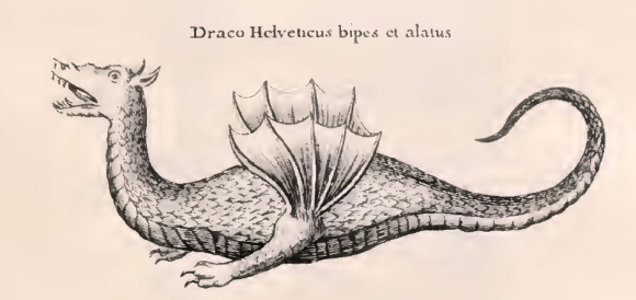 Kircher : Draco helveticus.