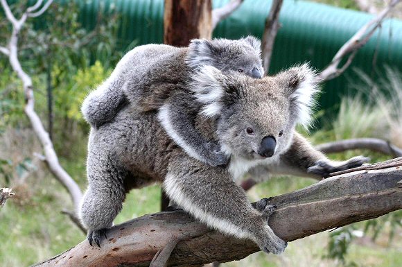 Une mère Koala et son petit.