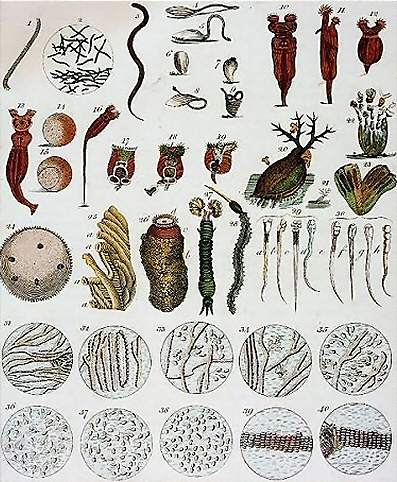Animalcules observés par Leeuwenhoek.