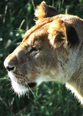 Kenya : tête de lionne.