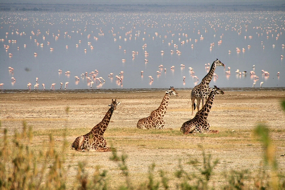 Lac Manyara : girafes et flamants roses.
