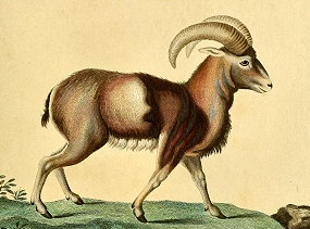 Mouflon d'Europe.