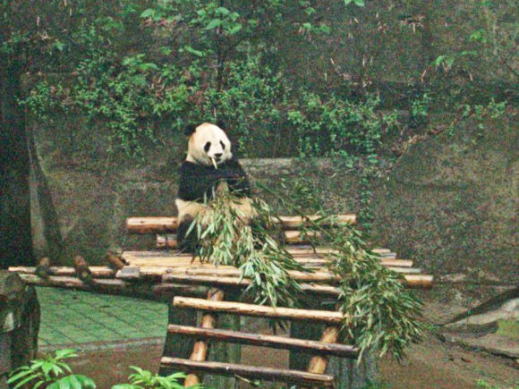 Panda du zoo de Chongqing.