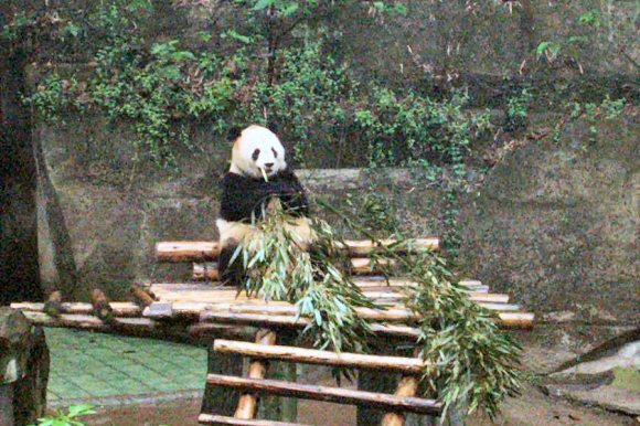 Panda géant.
