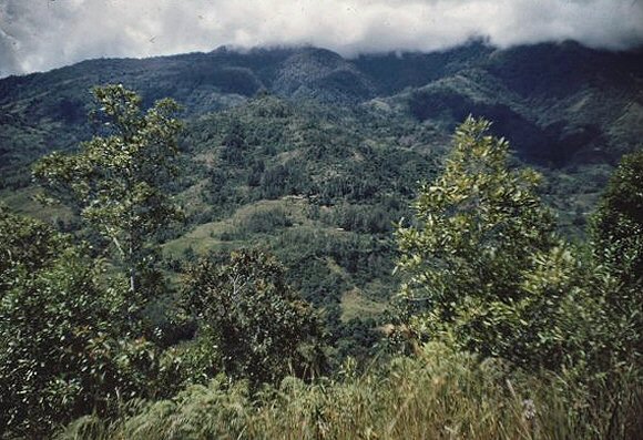 Nouvelle-Guinée : forêts.