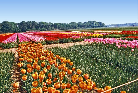 Pays-Bas : la culture des tulipes.
