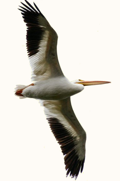 Un Pélican blanc américain (Pelecanus erythrorhynchos).