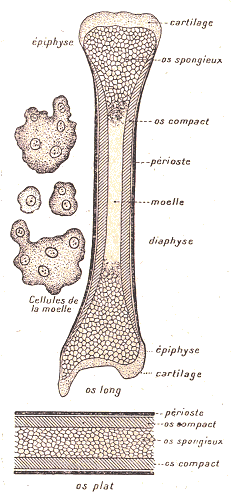 Coupe longitudinale d'un os long, tranche d'un os plat et cellules de moelle.