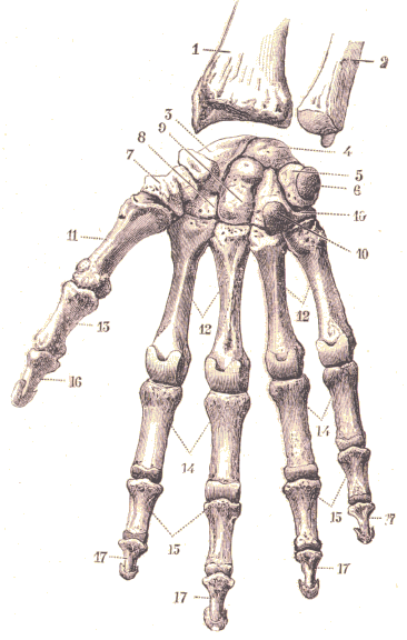 Squelette de la main.