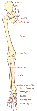 Squelette du membre inférieur humain.