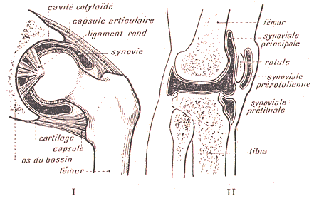 Arcticulation de la hanche et articulation du genou.