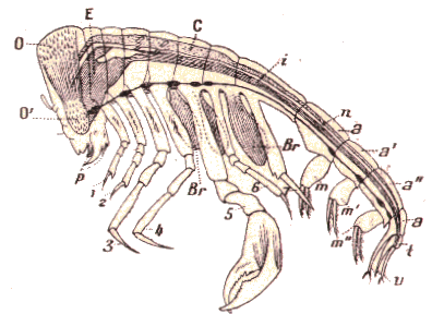 Crustac : Amphipode (phronima).