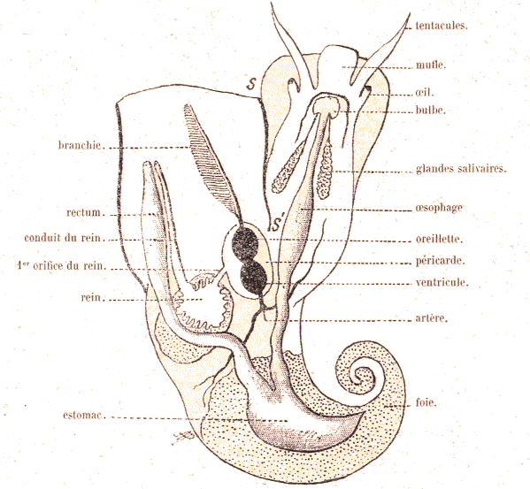 Gastropode : Littorine.
