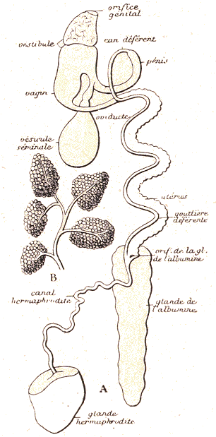 Gastéropode : appareil reproducteur de la limace rouge.