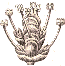 Ephedra altissima.