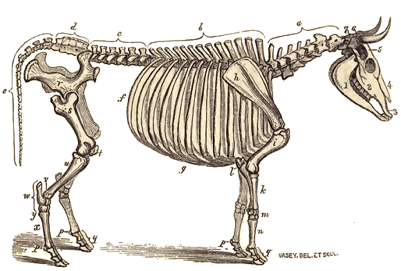 Squelette de Boeuf domestique.