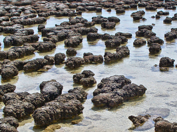 Stromatolithes.
